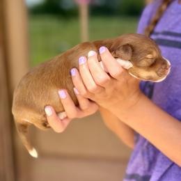 Hershey - Red tri-color male Aussiedoodle puppy in Eastman, Georgia from Dood B Ranch