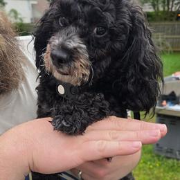 Poodle puppies from Brew House