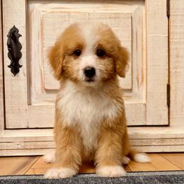 Red and White Bicolor female - Red female Bernedoodle puppy in Brooksville, Florida from Kruger Doodles