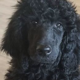 Poodles from Corinna's Poodles