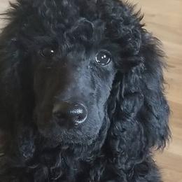 Poodles from Corinna's Poodles