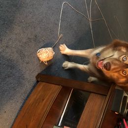 Siberian Huskies from Binski’s Huskies