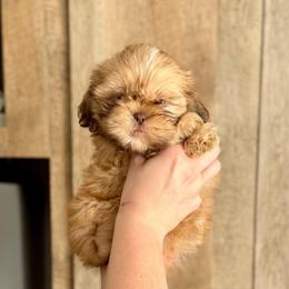 Boy 1 - Liver and white male Shih Tzu puppy in Seguin, Texas from Dolled Up Shih Tzus