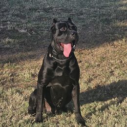 Boss - Cane Corso