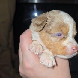Cigarra - Red merle female Miniature Australian Shepherd puppy in Arlington, Texas from CopperHead Aussies