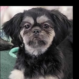Lula - Shih Tzu