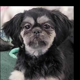 Lula - Shih Tzu