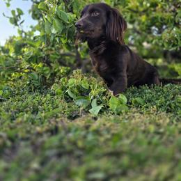Piper - Dachshund