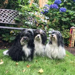 Havanese All Grown Up from Solstice Havanese