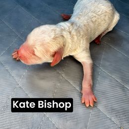 Kate Bishop - Cream female Aussiedoodle puppy in Bakersfield, California from Annie's Aussies