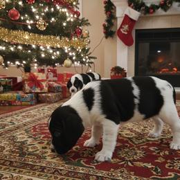 English Springer Spaniel Puppies from Fur & Feathers Kennel