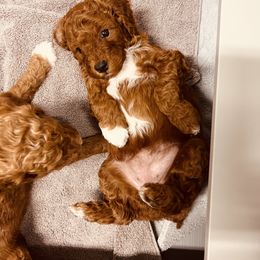 Goldendoodle Puppies from Labradoodleday
