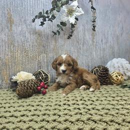Gentoo - Red  female Goldendoodle puppy in Floyd, Virginia from Hearts and Paws Poodles and Doodles