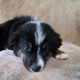 Yara - Black tri female Miniature Australian Shepherd puppy in Copperas Cove, Texas from Hidden Leaf Aussies