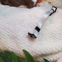 Miniature Australian Shepherd Puppies from Barnyard Mini Aussies