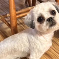 Shichons and Shih Tzus from Manor Hills Shih Tzus