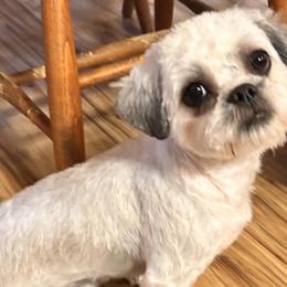 Shichons and Shih Tzus from Manor Hills Shih Tzus