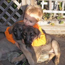 German Shepherd Puppies from Steffca