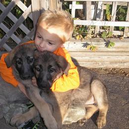 German Shepherd Puppies from Steffca