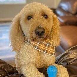 Goldendoodles from The Golden Rule Doodles
