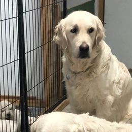 Golden Retriever puppies from Reel Ridge Goldens