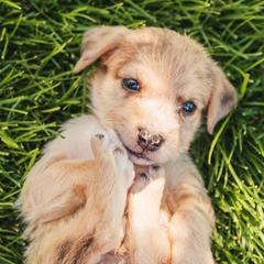 Aussiedoodle and Leopardoodle Puppies from A Puppy Crush