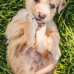 Aussiedoodle and Leopardoodle Puppies from A Puppy Crush
