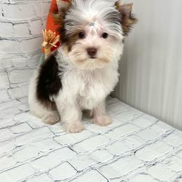 Jack - Chocolate, tan and white male Yorkshire Terrier puppy in Smithville, Oklahoma from Bristy’s Pampered Pups