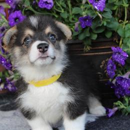 Pembroke Welsh Corgi Puppies from Salted Rim Corgis