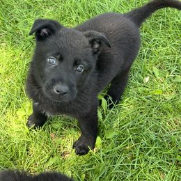 German Shepherd Puppies from Bolwerk’s 3B Acres
