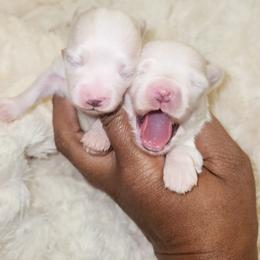 Maltese and Yorkshire Terrier Puppies from TLC Kennels TenderLittleCuties