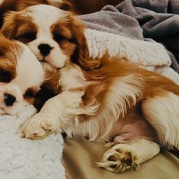 Snow - Blenheim male Cavalier King Charles Spaniel puppy in Tunbridge, Vermont from Solheimar