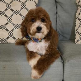 Miyah - Goldendoodle