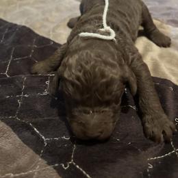 Boy ( white) - Chocolate male Labradoodle puppy in Lowville, New York from Pleasant View Labradoodles and micro cockapoos