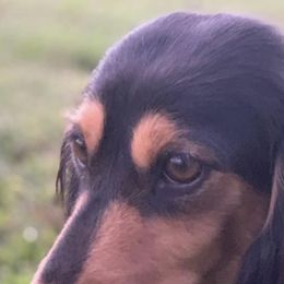Dachshunds from Creekwood Dachshunds