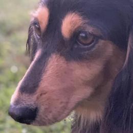Dachshunds from Creekwood Dachshunds