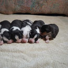 Australian Shepherd Puppies from Paint Valley Australian Shepherds