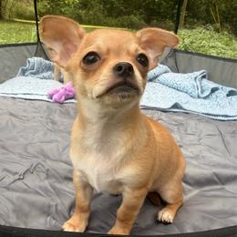Maulie - Chocolate and tan male Chihuahua puppy in Sherwood, Arkansas from Bartelt Breeders