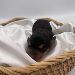 Saki - Black and tan male Dachshund puppy in Brownsville, California from Pine & Pasture Dachshunds