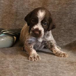 Orange - Brown and gray male Wirehaired Pointing Griffon puppy in Afton, Wisconsin from Daehler's Wirehaired Pointing Griffons