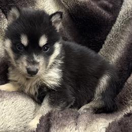 Male 1 - Black and white male Siberian Husky puppy in Doswell, Virginia from Shinko Siberians