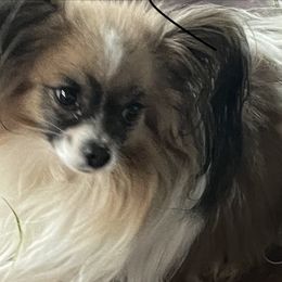 Bug - Papillon