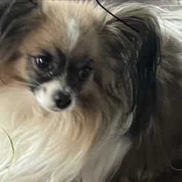 Bug - Papillon