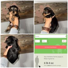 Milo - Black and gold male Yorkshire Terrier puppy in Cleveland, Tennessee from Moody’s Morkies and More