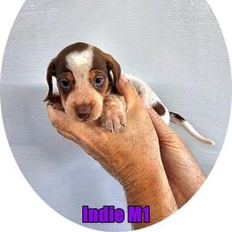 Indie M1 - Piebald male Dachshund puppy in Blountsville, Alabama from Zoey's Doxies