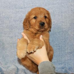 Ursula - Dark golden female Golden Retriever puppy in New Weston, Ohio from Bertke AKC Golden Retrievers and Bernese Mountain Dogs