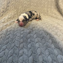 Girl 2 - Miniature Australian Shepherd puppy in Hillsville, Virginia from Lottie's Mini Aussies