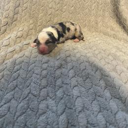 Girl 2 - Miniature Australian Shepherd puppy in Hillsville, Virginia from Lottie's Mini Aussies