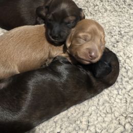 Dachshund Puppies from Hannau Doxies