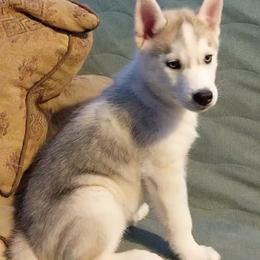 Siberian Husky Puppies from Tranton Kennels
